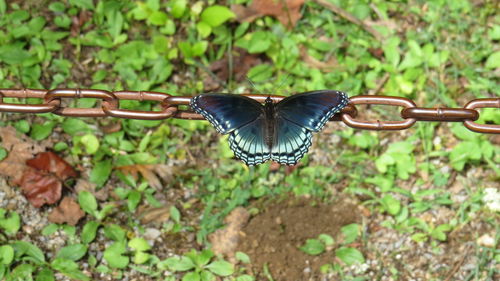 Close-up of butterfly flying