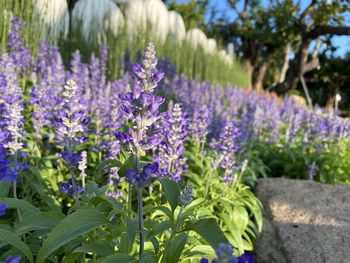 Close-up of purple flowering plants on field