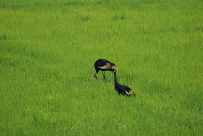 View of a bird on field