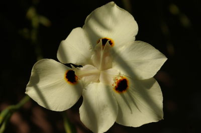 Close-up of white flower