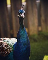 Close-up portrait of a peacock