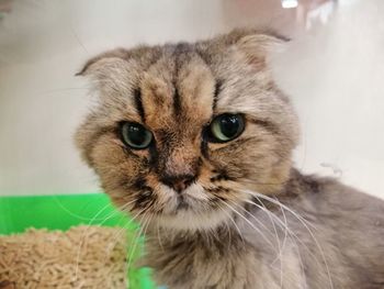 Close-up portrait of a cat