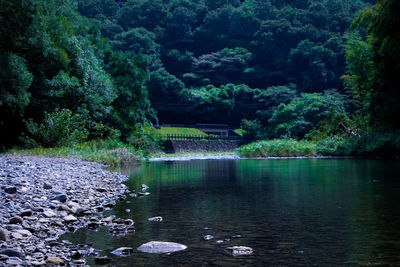 Scenic view of lake in forest