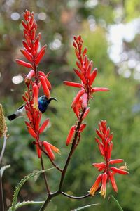 Close-up of red flowering plant