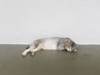 Cat sleeping on wall
