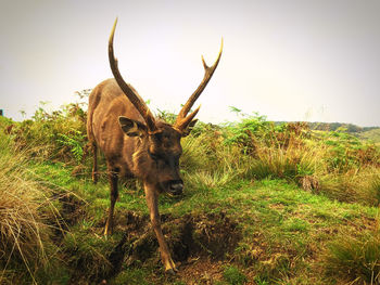 View of deer on field