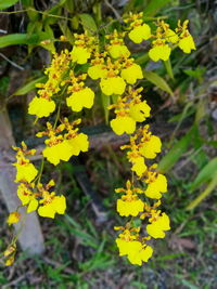 Close-up of yellow flowering plant