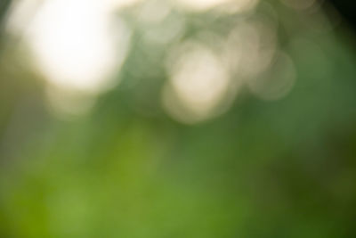 Defocused image of tree