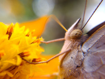 Close-up of insect on flower