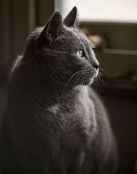 Close-up of cat looking away at home