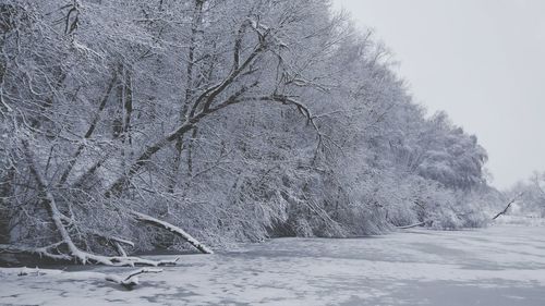 Snow covered land and trees during winter