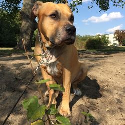 Dog looking away at park