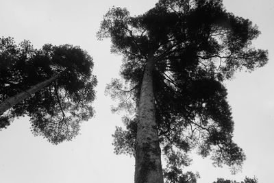 Low angle view of trees against sky