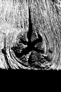 Close-up of tree trunk
