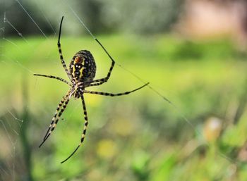 Close-up of spider on web
