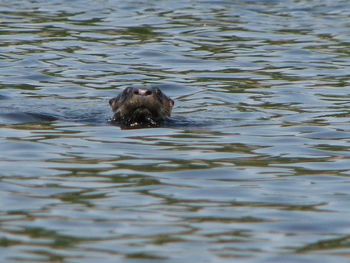 High angle view of duck swimming in lake