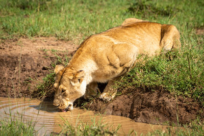 Full length of a cat drinking water