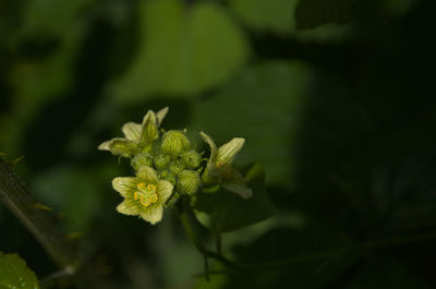 plant