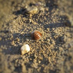 High angle view of shells on sand