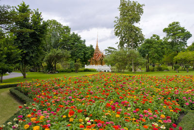 View of flowering plants in park