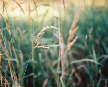 Close-up of stalks in field