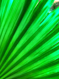 Full frame shot of palm leaves