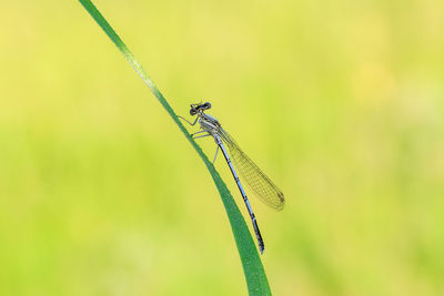 Close-up of dragonfly on plant