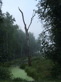 Trees in forest against sky