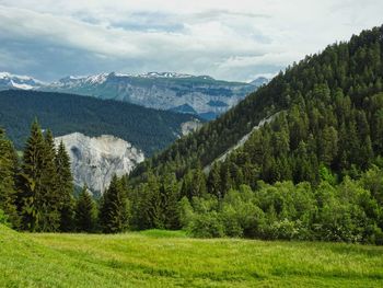 Scenic view of pine trees and mountains against sky