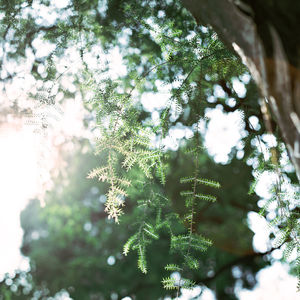 Low angle view of tree branches