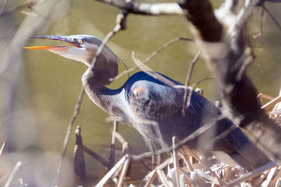 Close-up of bird perching on branch