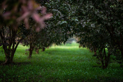 Guava fruit tree in an organic tropical garden, guava garden with a large number of guava plants.