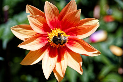 Close-up of insect on flower