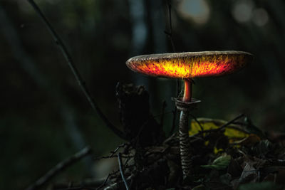 Close-up of mushroom growing in forest