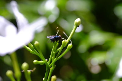 Close-up of insect on plant