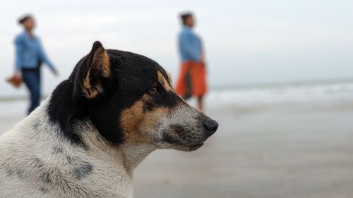 Close-up of dog