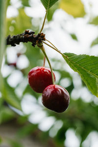 Ripe red organic cherry grows on a branch in the garden