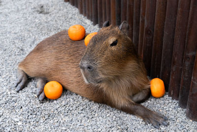 Sleepy capybara with a lot of oranges.