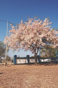 Cherry blossom tree on field against clear sky