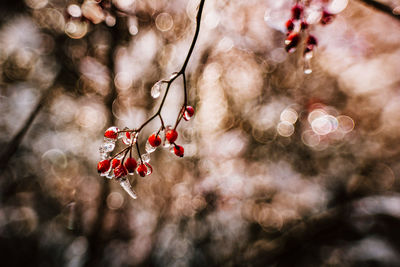 Close-up of red flowering plant