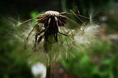 dandelion