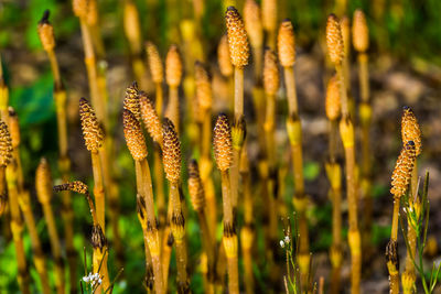 Close-up of plants growing on field