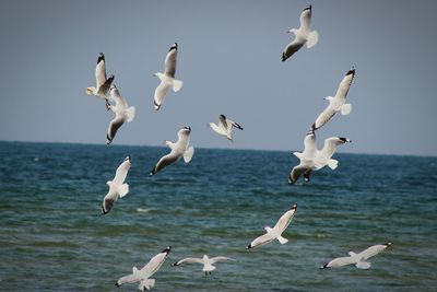 Seagulls flying over sea against sky