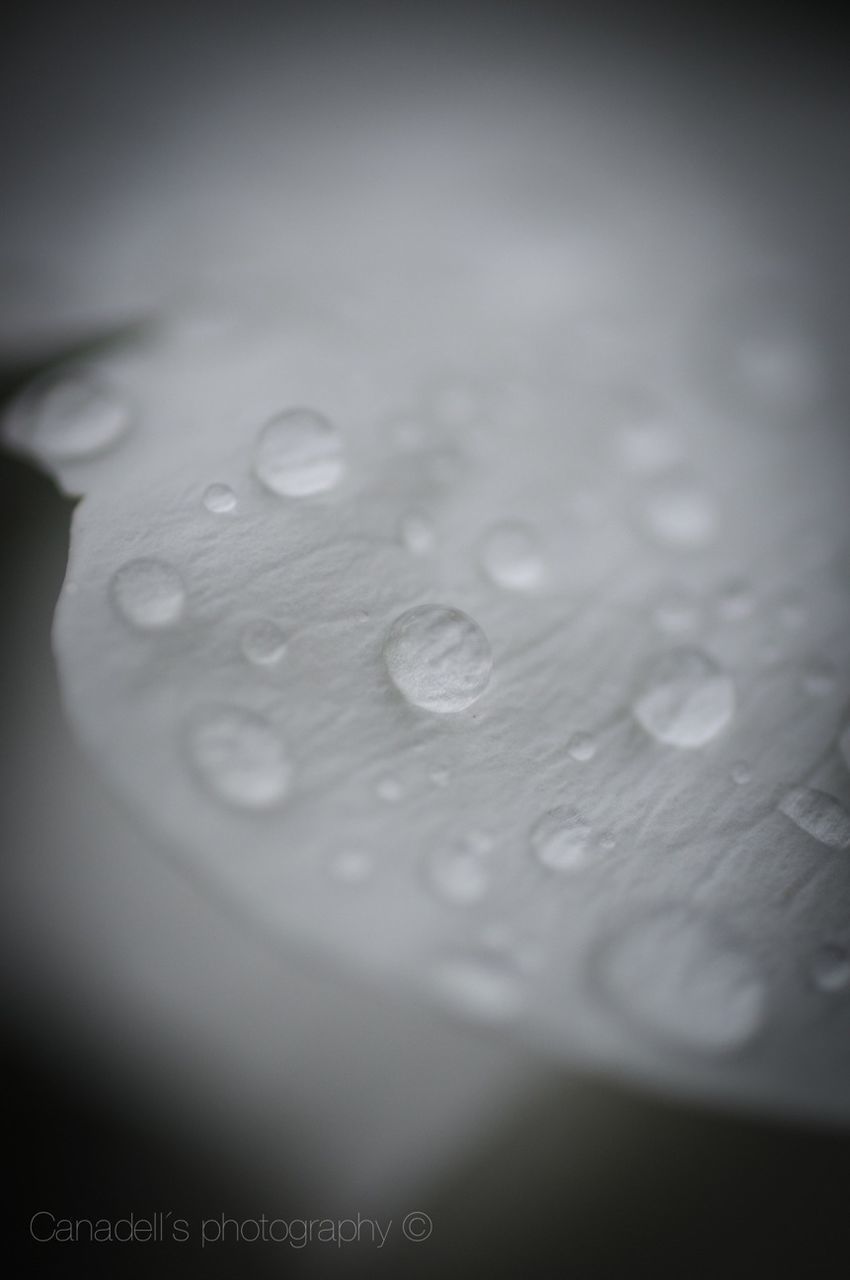 drop, water, wet, freshness, close-up, selective focus, purity, droplet, dew, water drop, raindrop, nature, fragility, rain, beauty in nature, no people, detail, focus on foreground, weather, transparent