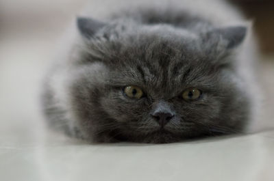 Close-up portrait of a cat