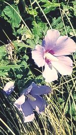 Close-up of flowering plants on field