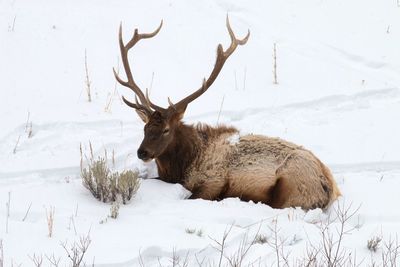 View of deer on snow covered land