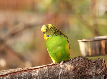 Close-up of parrot perching on wood