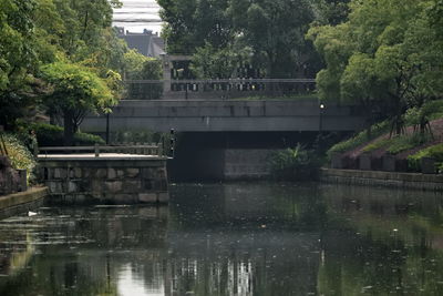 Reflection of trees in water