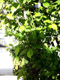 Close-up of fresh green plant